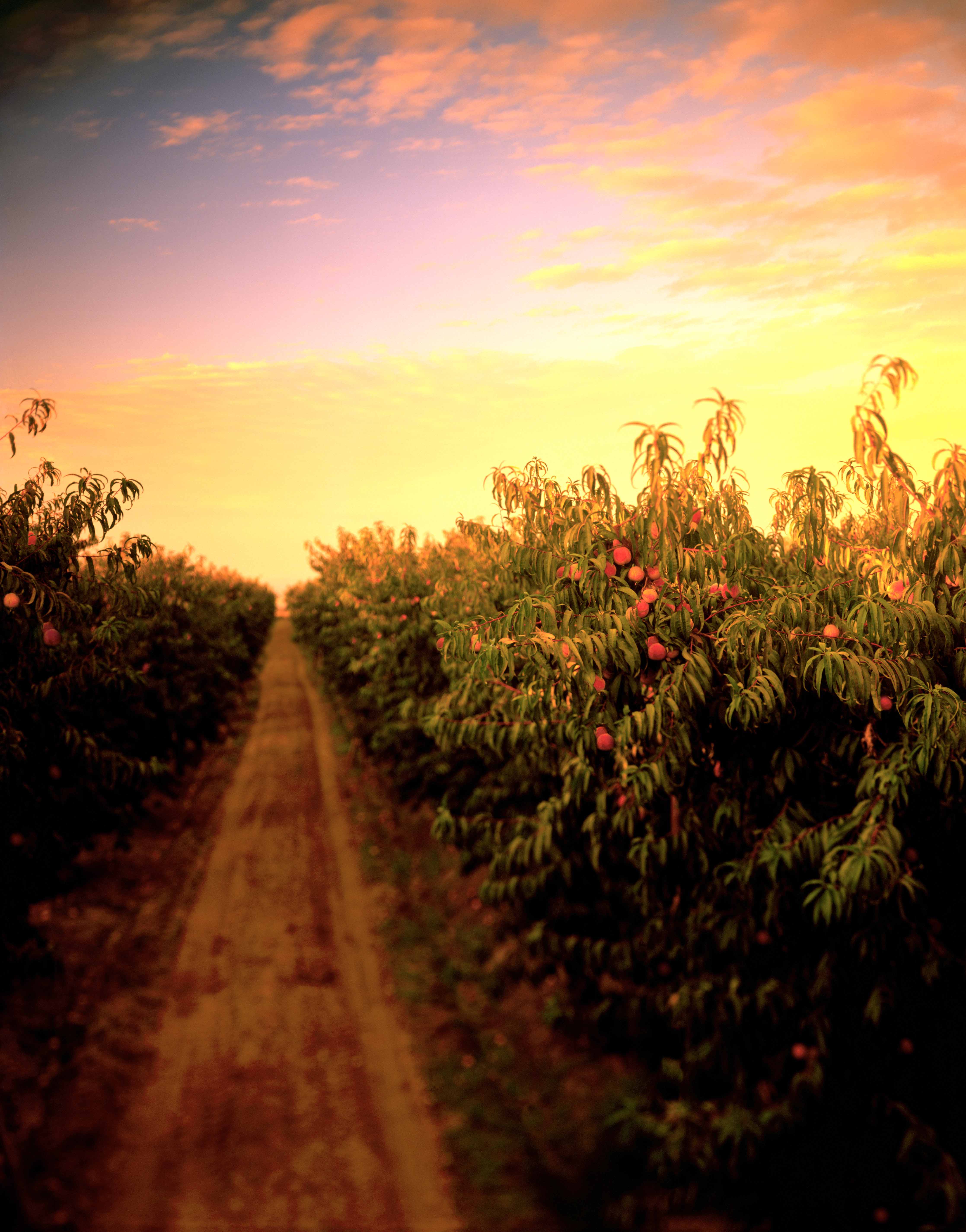 ©Robb Scharetg - AISI campaign - Bakersfield CA .  DC photographer , SF photograper 