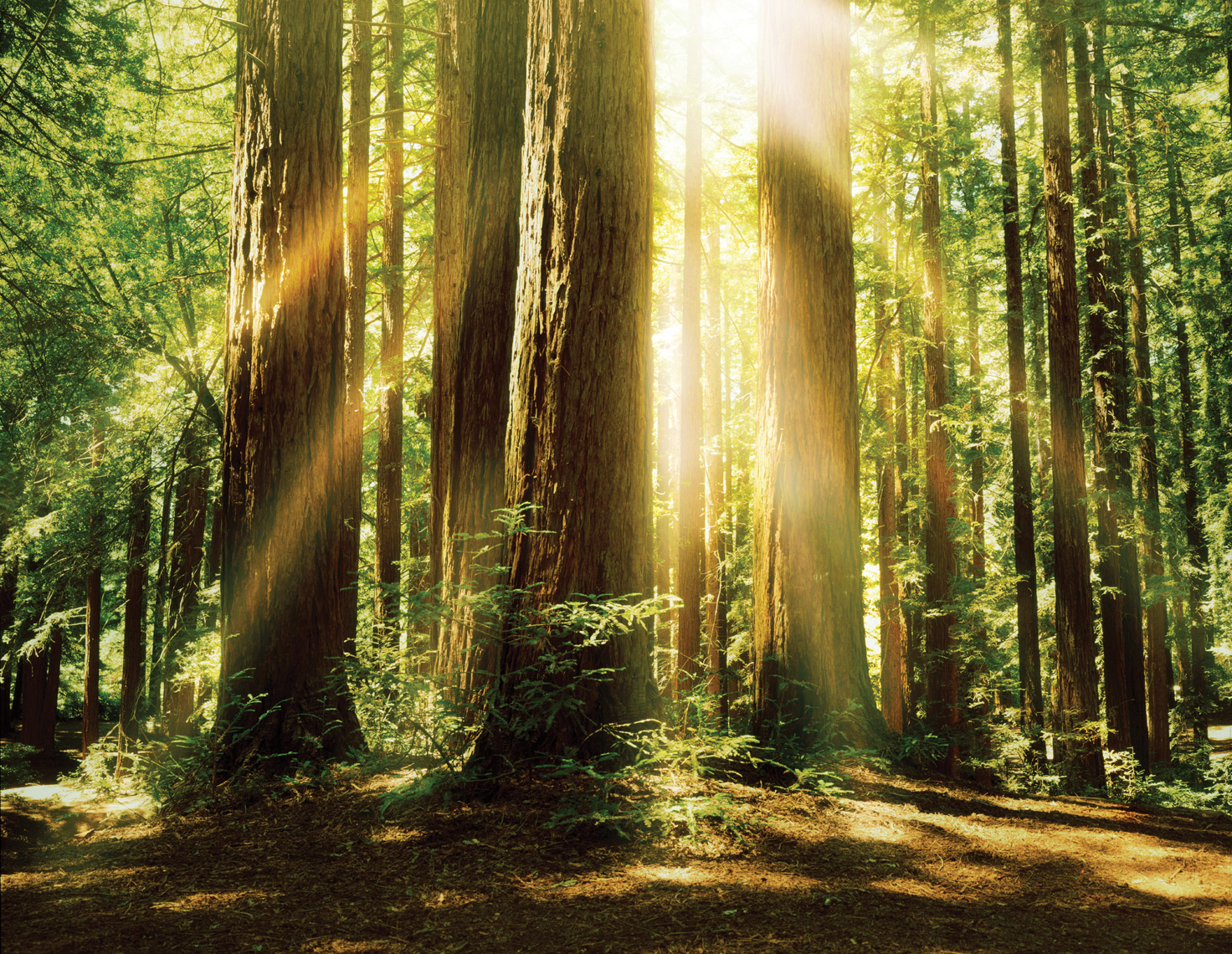 ©Robb Scharetg - Corvis-Redwoods , washington dc commercial photographer, washington dc commercial photography, washington dc lifestyle photographer, washington dc lifestyle photography