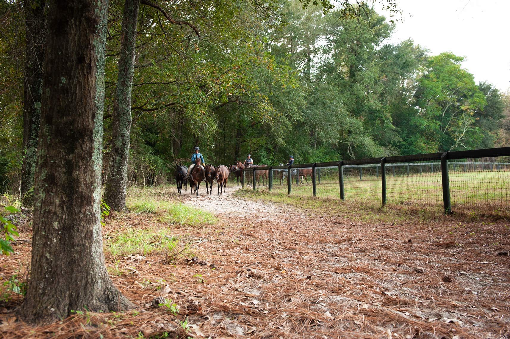Polo ponies of New Haven Farm going for their morning warmup walk.