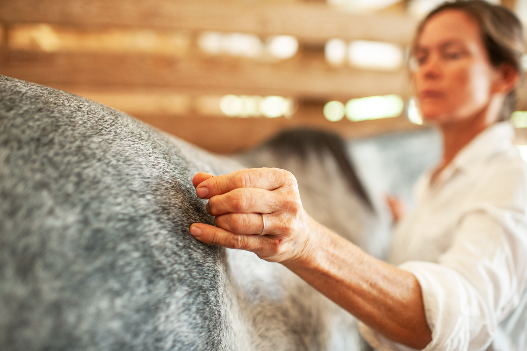 Dr. Shelley Onderdonk DVM performs accupuncture on one of her horses