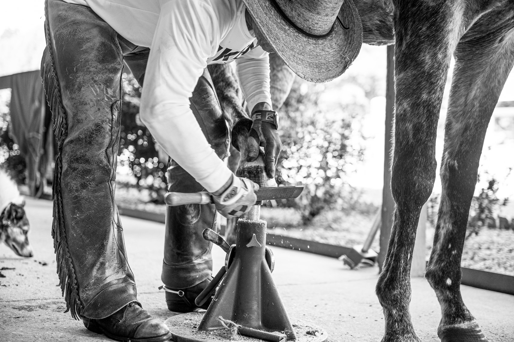 10 Goal Polo Player Adam Snow, working on the hoof of one of his horses.